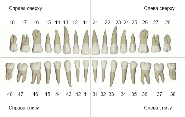 Полная клиническая зубная формула по ВОЗ