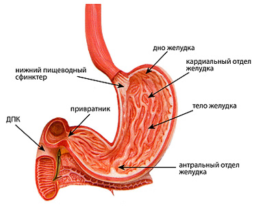 Хронический гастрит