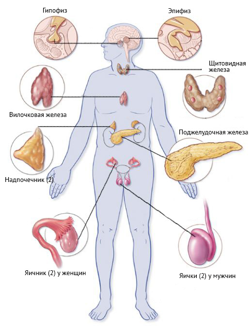 Какими органами занимается эндокринолог