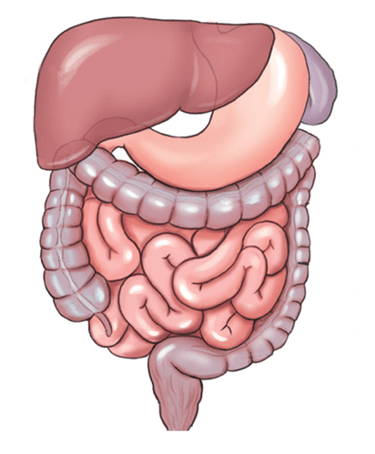 Желудочно-кишечный тракт