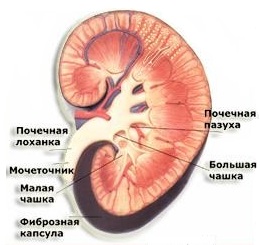 Строение почки