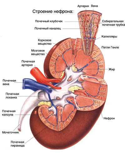 Строение нефрона