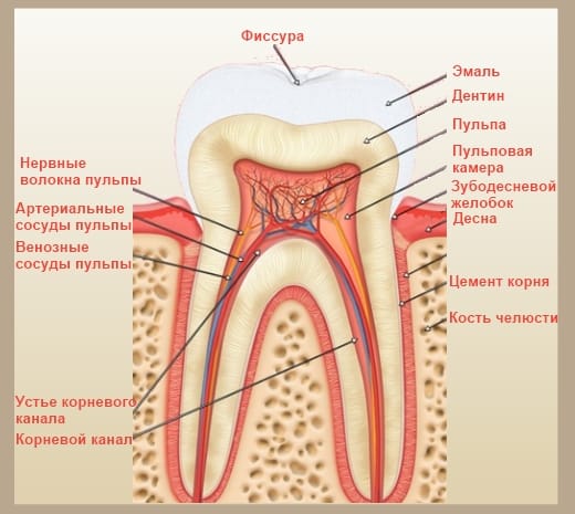 Строение зуба